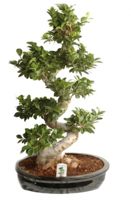 Bonsai Saksı Çiçeği