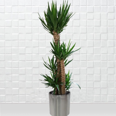 Saksı Yucca 5 Köklü