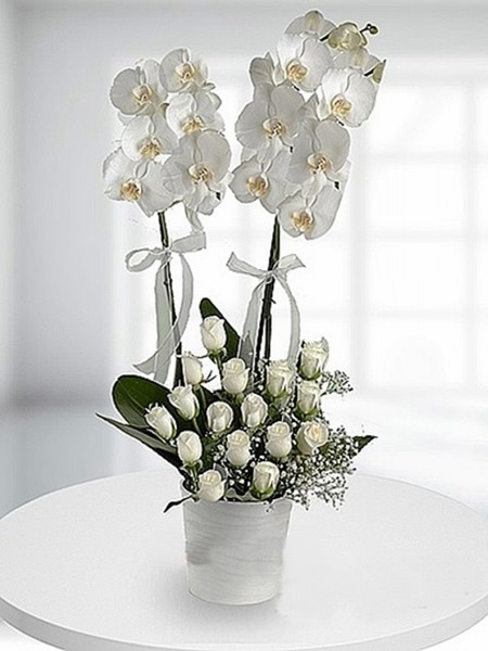 Orkide ve 15 Beyaz Güller 