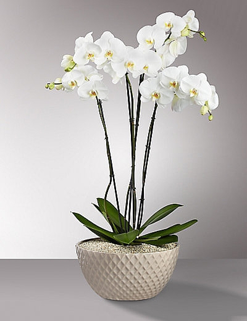 Beyaz 4 Dallı Orkide