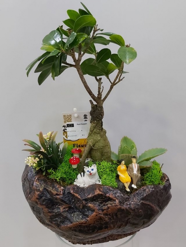 Bonsai Teraryum