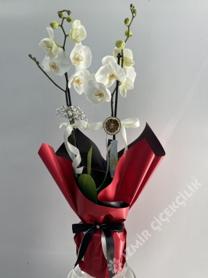 2 Dallı Beyaz Orkide Kırmızı Ambalajlı